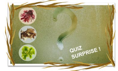 Quiz Surprise !