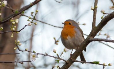 Balade ornithologique sur le sentier côtier