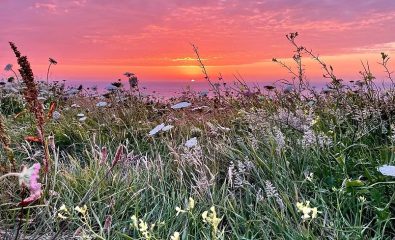 Biodiversité au bout du monde