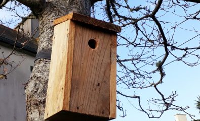 Fabrication de nichoir à mésange