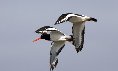 Autour des oiseaux du littoral (Plouarzel)